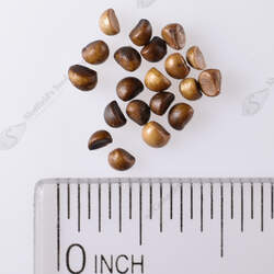 Securinega suffruticosa Securinega seed for sale 