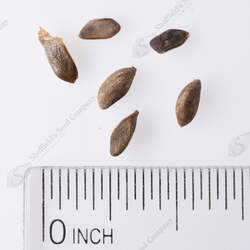 Picea likiangensis Lijang Spruce seed for sale 