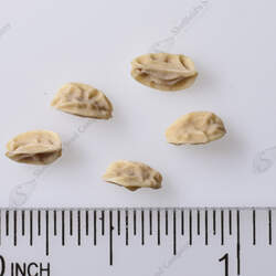 Ilex cornuta Chinese Holly seed for sale 