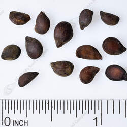 Pyrus salicifolia Willowleaf Pear seed for sale 