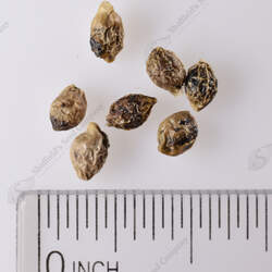 Podocarpus totara Totara seed for sale 