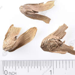 Pterocarya stenoptera Chinese Wingnut seed for sale 