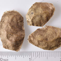 Pterocarpus officinalis Dragonsblood Tree seed for sale 