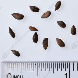 Picea koraiensis Korean Spruce seed for sale 