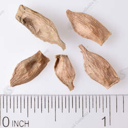 Acer tegmentosum Manchu Striped Maple seed for sale 