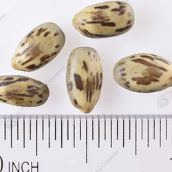 Parkinsonia africana African Wattle seed for sale 