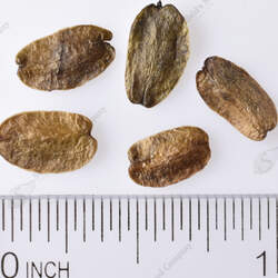 Fontanesia fortunei Fortune Fontanesia, Chinese False Privet seed for sale 