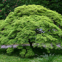 Acer palmatum     small seed fresh/green Small Seeded Japanese Maple seed for sale 