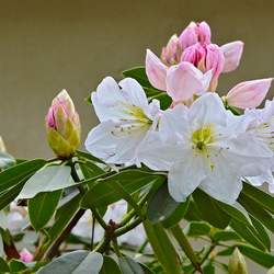 Rhododendron fortunei Fortune Rhododendron seed for sale 