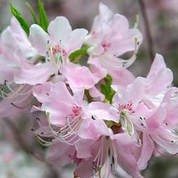 Rhododendron vaseyi Pinkshell Azalea, Pinkshell Rhododendron seed for sale 