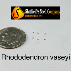 Rhododendron vaseyi Pinkshell Azalea, Pinkshell Rhododendron seed for sale 