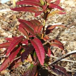 Rhododendron vaseyi Pinkshell Azalea, Pinkshell Rhododendron seed for sale 