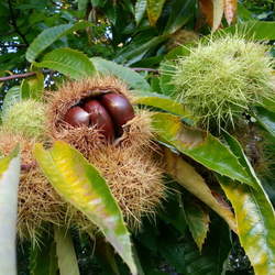 Castanea crenata  Silverleaf Japanese Chestnut, Silverleaf Chestnut seed for sale 