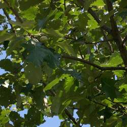 Quercus sinuata  sinuata Bastard Oak, Durand White Oak, Durand Oak seed for sale 