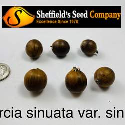 Quercus sinuata  sinuata Bastard Oak, Durand White Oak, Durand Oak seed for sale 