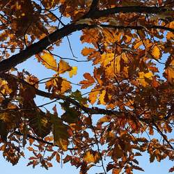 Quercus sinuata  sinuata Bastard Oak, Durand White Oak, Durand Oak seed for sale 