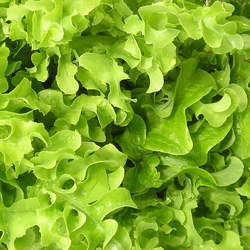 Lactuca sativa   Salad Bowl Salad Bowl Lettuce seed for sale 