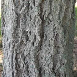 Phellodendron lavallei Lavalle Corktree, Lavalle Cork Tree seed for sale 