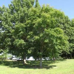 Phellodendron lavallei Lavalle Corktree, Lavalle Cork Tree seed for sale 