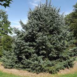 Picea asperata Dragon Spruce seed for sale 