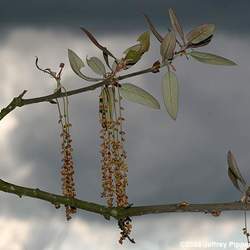 Quercus incana Bluejack Oak, Turkey Oak, Sand Jack seed for sale 