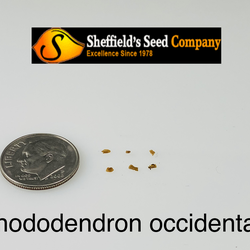 Rhododendron occidentale Western Azalea seed for sale 