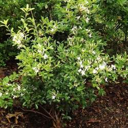 Rhododendron viscosum Swamp Azalea, Swamp Honeysuckle, Clammy Azalea seed for sale 