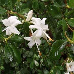 Rhododendron viscosum Swamp Azalea, Swamp Honeysuckle, Clammy Azalea seed for sale 