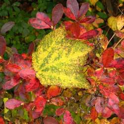 Rhododendron viscosum Swamp Azalea, Swamp Honeysuckle, Clammy Azalea seed for sale 