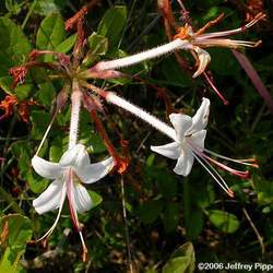 Rhododendron viscosum Swamp Azalea, Swamp Honeysuckle, Clammy Azalea seed for sale 