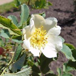 Rosa laxa Laxa Rose seed for sale 