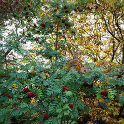 Sorbus pohuashanensis Amur Mountain Ash seed for sale 