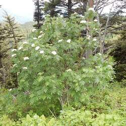 Sorbus scopulina Greene's Mountain Ash, Western Mountain Ash seed for sale 