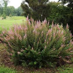 Spiraea tomentosa Steeplebush, Hardhack, Hardhack Spirea, Meadow Sweet, Steeple Bush, Fernald Hardhack seed for sale 