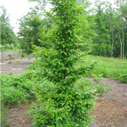 Stewartia monadelpha Tall Stewartia seed for sale 