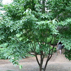 Stewartia sinensis Chinese Stewartia seed for sale 