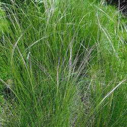 Stipa capillata Needle Grass seed for sale 