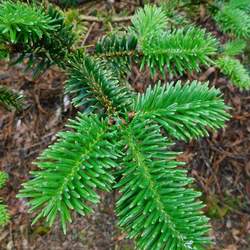 Abies forrestii  georgei George Fir seed for sale 