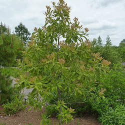 Persea borbonia Sweet Bay, Swamp Bay, Red Bay, Laurel Tree, Tisswood, Florida Mahogany seed for sale 