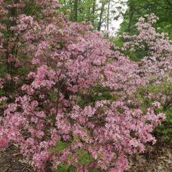 Rhododendron prinophyllum Early Azalea, Roseshell Azalea seed for sale 