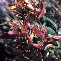 Fontanesia fortunei Fortune Fontanesia, Chinese False Privet seed for sale 