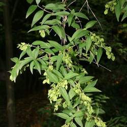 Fontanesia fortunei Fortune Fontanesia, Chinese False Privet seed for sale 