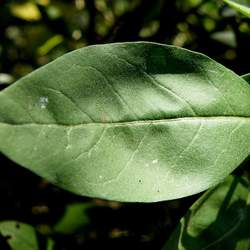 Fontanesia fortunei Fortune Fontanesia, Chinese False Privet seed for sale 