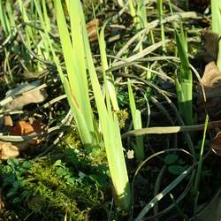 Iris crocea German Iris, Golden Flag seed for sale 