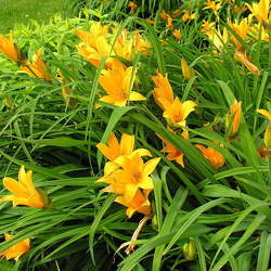 Hemerocallis middendorffii Amur Daylily, Chinese Daylilly, Middendorf Daylilly, Daylily seed for sale 