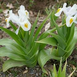 Iris magnifica Juno Iris seed for sale 