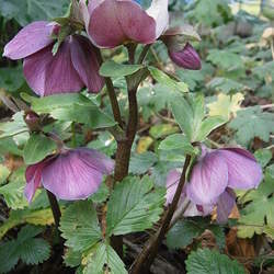 Helleborus abchasicus Lenten Rose seed for sale 