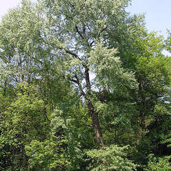 Populus canescens White Poplar, Abele, Silver Poplar, Silverleaf Poplar, Grey Poplar seed for sale 