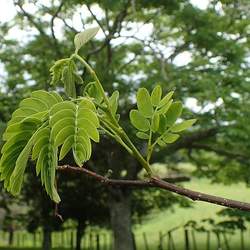 Albizia kalkora Kalkora Mimosa, Kalkora Silk Tree seed for sale 