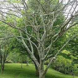 Albizia kalkora Kalkora Mimosa, Kalkora Silk Tree seed for sale 